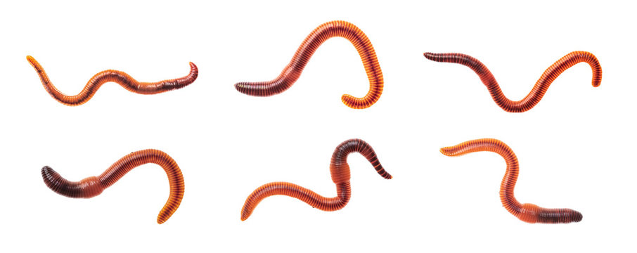 Macro shots of red worm Dendrobena, earthworm live bait for fishing isolated on white background.