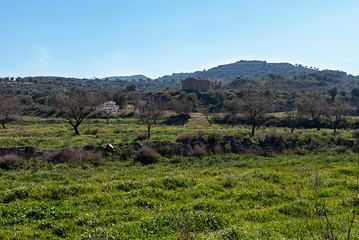 Naklejka premium Landscape with olive trees and an old stone house on the background. Blue sky at sunrise. Aitona.