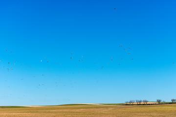 Fototapeta na wymiar Landscape with trees on the background. Blue sky.