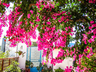 Classical Greek courtyard with a flowering tree.