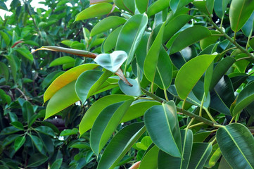 Rubber fig's big smooth green leaf ficus benjamina