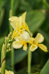 Fototapeta na wymiar Yellow Canna Lily on blurred foliage background