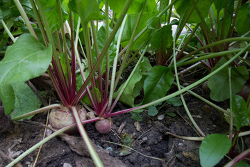 Betteraves de Chioggia