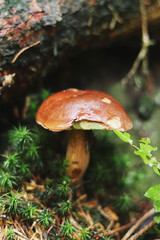 Imleria badia found her birthplace under old and wet strain in soft green moss and between needles....