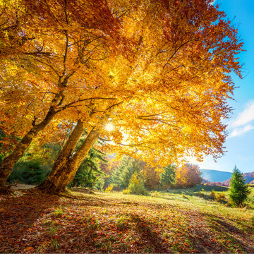 Beautiful tall tree with golden leaves - amazing autumn landscape