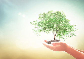 World environment day concept: Human hands holding big tree over green forest background