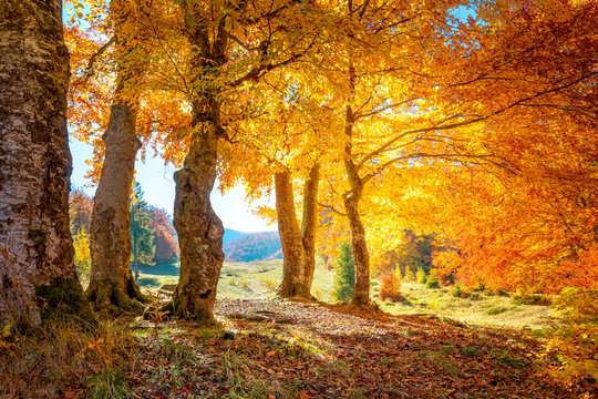 Autumn in a forest - colorful leaves and big trees