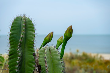 Close up of Peruvian apple cactus flower