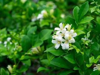 White Orange Jasmine or China Box flower.