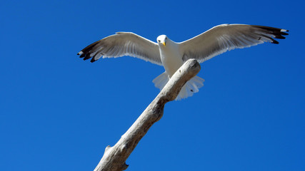 Möwe vor strahlend blauem Himmel
