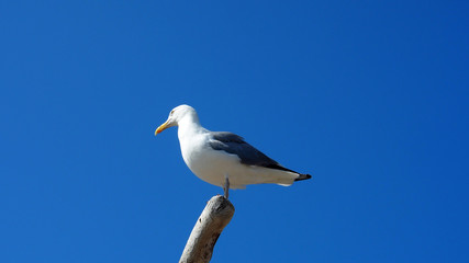 Obraz premium Möwe vor strahlend blauem Himmel