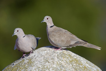 An adult couple of Eurasian collared doves  (Streptopelia decaocto) perched on a roof in the...