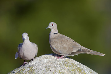 An adult couple of Eurasian collared doves  (Streptopelia decaocto) perched on a roof in the morning sun in Algarve Portugal.