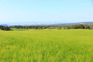 제주에 있는 청보리 밭의 풍경이다.