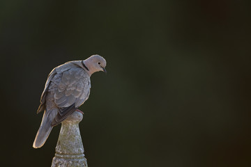 An adult Eurasian collared dove (Streptopelia decaocto) perched on a roof back lit of the morning sun in Algarve Portugal.