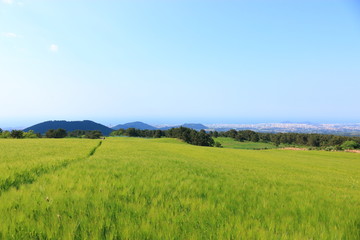 제주에 있는 청보리 밭의 풍경이다.