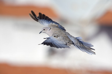An adult Eurasian collared dove (Streptopelia decaocto) flying at high speed in the sky of Algarve Portugal.
