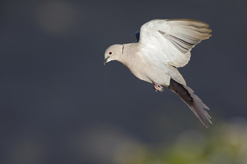 An adult Eurasian collared dove (Streptopelia decaocto) flying at high speed in the sky of Algarve Portugal.