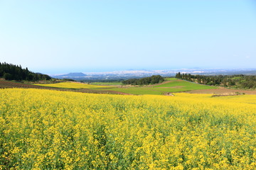 제주에 있는 청보리 밭의 풍경이다.