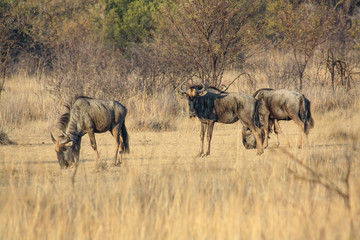 Blue Wildebeest (Connochaetes taurinus) in South Africa