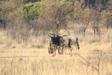 Blue Wildebeest (Connochaetes taurinus) in South Africa