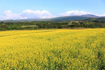 제주에 있는 청보리 밭의 풍경이다.