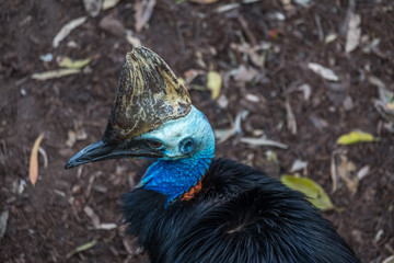 Obraz premium Cassowary looking around