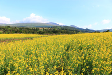 제주에 있는 청보리 밭의 풍경이다.