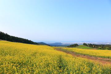 제주에 있는 청보리 밭의 풍경이다.