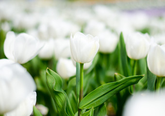 Bed of white flowers with green leaves
