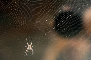 A Spider on Her Web