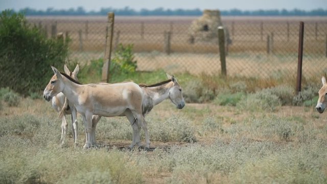 donkeys in the reserve