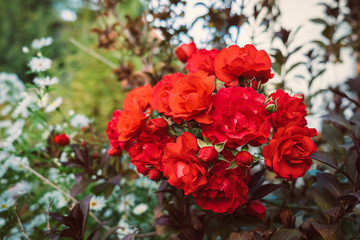 red roses in a garden
