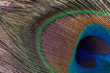 Macro Close up of a colorful peacock feather