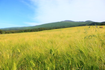 제주에 있는 청보리 밭의 풍경이다.