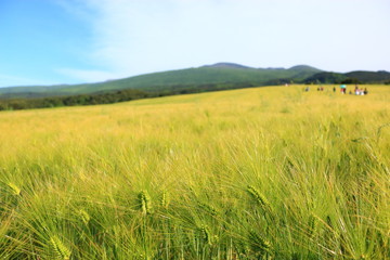 제주에 있는 청보리 밭의 풍경이다.