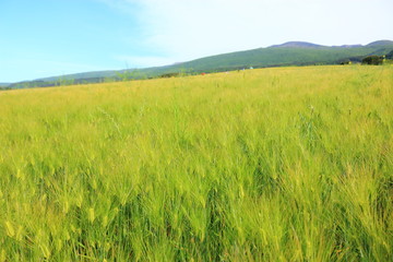 제주에 있는 청보리 밭의 풍경이다.