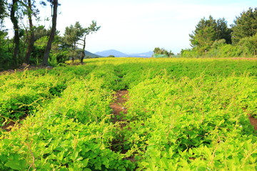 제주에 있는 더덕 밭의 풍경이다.