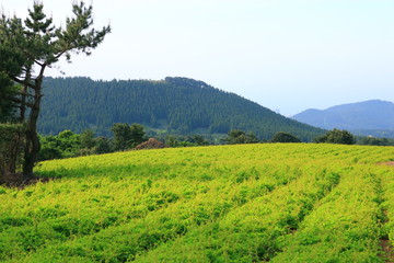 제주에 있는 청보리 밭의 풍경이다.