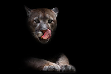 A female cougar (puma) peeps out of the darkness and greedily predatoryly licks its face with its red tongue, dreaming of devouring prey. symbol of female sexuality, dark background.