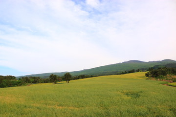 제주에 있는 청보리 밭의 풍경이다.
