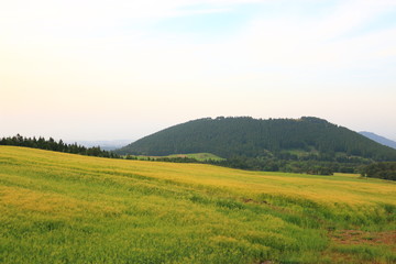 제주에 있는 청보리 밭의 풍경이다.