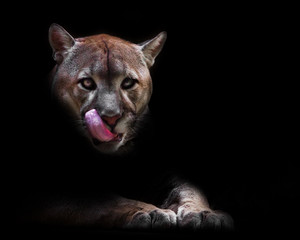 A female cougar (puma) peeps out of the darkness and greedily predatoryly licks its face with its red tongue, dreaming of devouring prey. symbol of female sexuality, dark background.