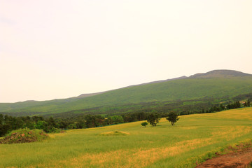 제주에 있는 청보리 밭의 풍경이다.