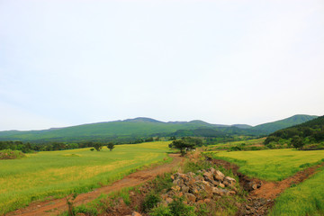 제주에 있는 청보리 밭의 풍경이다.