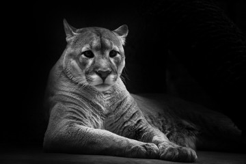 Cougar beautifully  lies on a dark background, a powerful predatory big cat