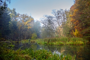 Fototapeta na wymiar Autumn landscape. Morning foggy forest with yellow foliage, calm swamp river. Nature in Belarus