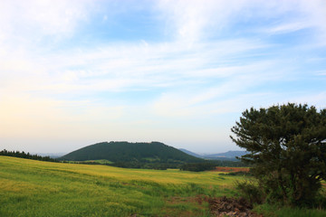 제주에 있는 청보리 밭의 풍경이다.