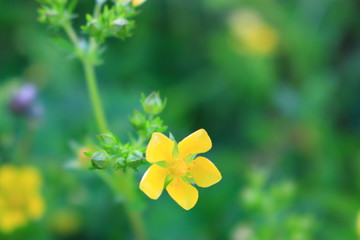 제주에 있는 청보리 밭의 풍경이다.