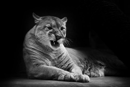 Cougar beautifully  lies on a dark background, a powerful predatory big cat
